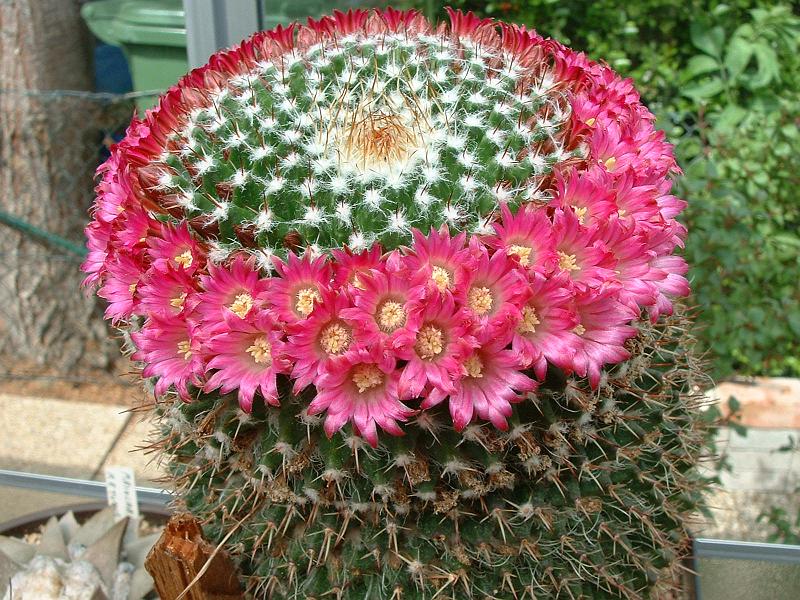 Mammillaria spec._1.JPG